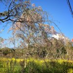 廃屋のリフォーム費用は？リスクに合わせリフォーム代をコントロールできる廃墟不動産投資の魅力とは？