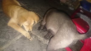 0419満室経営 (2)