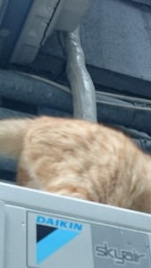 0602献本についてお詫び (1)