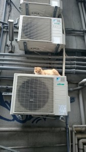 0602献本についてお詫び (2)