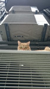 0602献本についてお詫び (3)