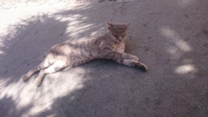 0722 罪深きほど稼ぎやすい時代。。 (1)