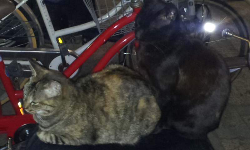 1115-%e3%83%93%e3%82%b8%e3%83%8d%e3%82%b9%e3%80%81%e6%8a%95%e8%b3%87%e3%80%81%e4%ba%ba%e7%94%9f%e5%85%a8%e3%81%a6%e3%81%ae%e6%a0%b9%e5%b9%b9%e3%82%92%e6%8f%ba%e3%82%8b%e3%81%8c%e3%81%97%e3%81%8b