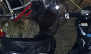 1115-%e3%83%93%e3%82%b8%e3%83%8d%e3%82%b9%e3%80%81%e6%8a%95%e8%b3%87%e3%80%81%e4%ba%ba%e7%94%9f%e5%85%a8%e3%81%a6%e3%81%ae%e6%a0%b9%e5%b9%b9%e3%82%92%e6%8f%ba%e3%82%8b%e3%81%8c%e3%81%97%e3%81%8b