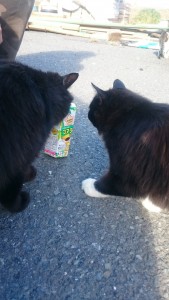 1119イベント出演情報