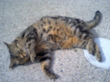 誰も手を付けられない廃墟物件を再生し続けて全国制覇へ動き出す、廃墟不動産投資家のブログ『9億円への道』